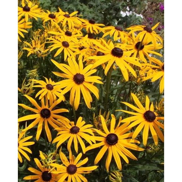 GSDWIUEW Black Eyed Susan Seeds \u2013 1000+ Heirloom Seeds \u2013 Perennial Wildflowers for Pollinators \u2013 Easy-to-Grow Garden Flowers