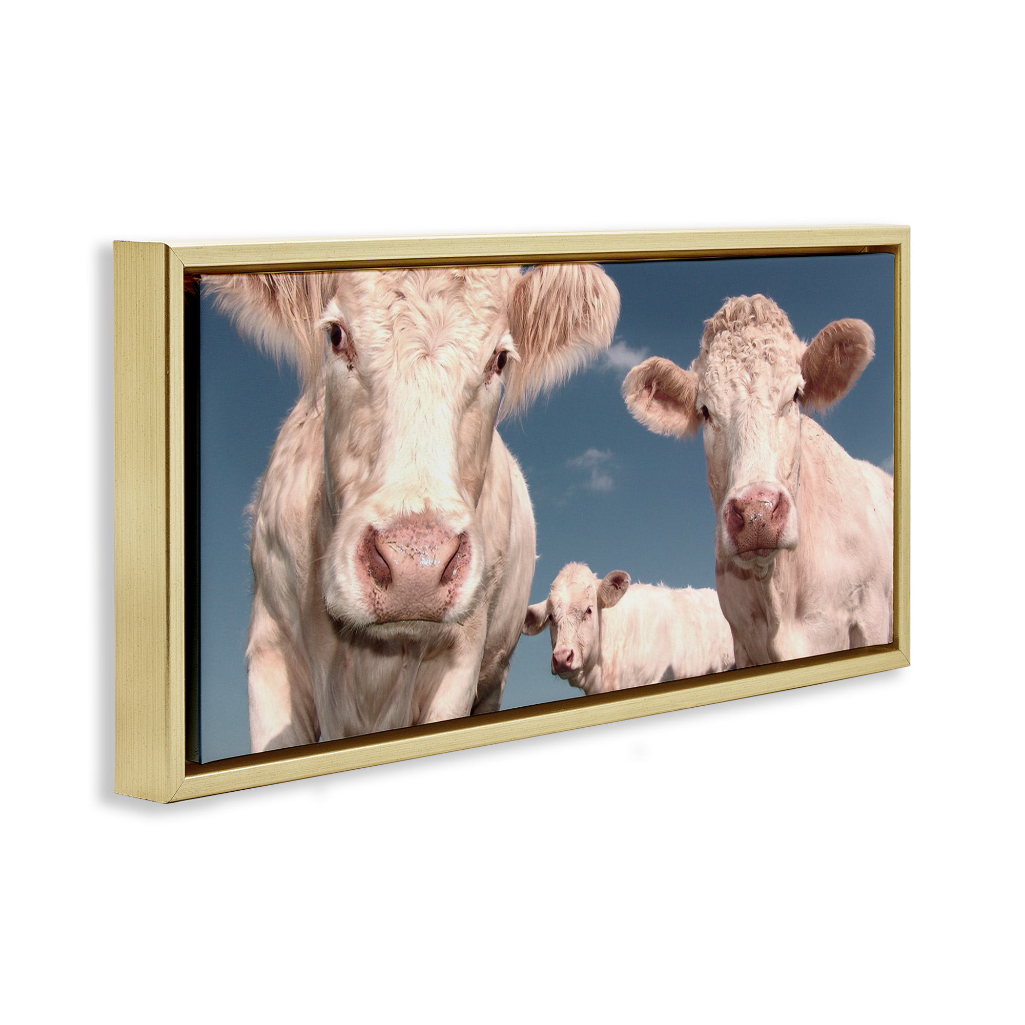Stupell Industries Three White Cows Animals & Insects Photography Gold Floater Framed Canvas Art Print Wall Art, 25 x 11