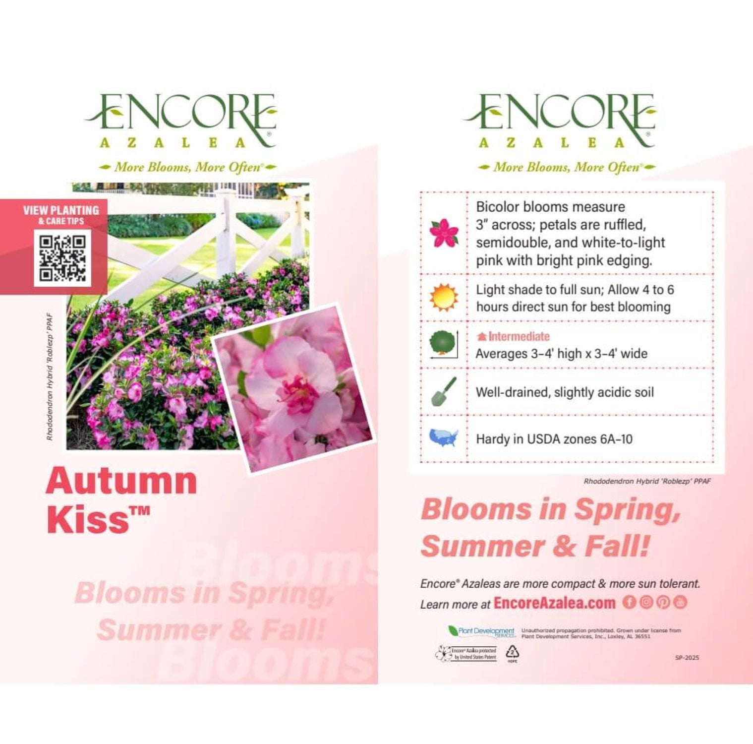 Encore Azalea Autumn Kiss (1 Gallon) Two-Tone Pink Flowering Shrub - Full Sun Live Outdoor Plant