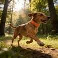thumbnail image 4 of BotaniNest Collar Equipped With Strong Double Clasps And D Shaped Rings Coated Adjustable Nylon Collar And Chew Collar Suitable For, 4 of 4