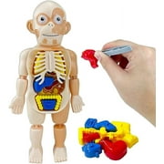 XTEILC Kids Early Educational Learning Toys Human Organs Model ,17 Pcs DIY Assembly Science Kits Toys for Boys Girls 3 4 5 6 7 8 Year Old Preschool Learning Toys