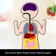 thumbnail image 5 of Órganos De Anatomía Ayudas Para La Enseñanza Órganos Del Cuerpo Humano Juguete Educativo Temprano Para Niños Inevent FN006142-00, 5 of 6