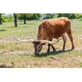 thumbnail image 2 of Wilson, Emily M. 18x13 Black Ornate Wood Framed with Double Matting Museum Art Print Titled - Marble Falls-Texas-USA-Longhorn cattle in the Texas Hill Country, 2 of 4