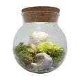 thumbnail image 5 of Unique Gardener MossBowl - Grown Your Own Serene and Tranquil Oasis, 5 of 5