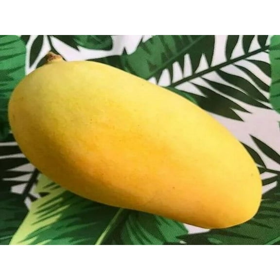 Orange sherbet Mango TREE GRAFTED (2-4 Feet Tall). Ship to all states