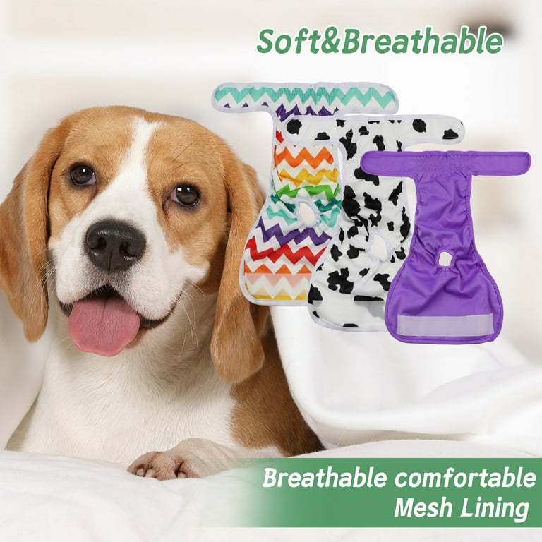 Dogs Periods Cycle corona.dothome.co.kr