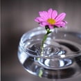 thumbnail image 6 of 2025 Creative Floating Floral Arrangement Holder, Flower Arrangement Holder, Flower Frogs for Arrangements Vase, Flowers Arrangements Supplies, Flowers Arranger,Perfect Hydroponics and Free Placement, 6 of 8
