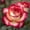 A, variant on Hybrid Perennial - Rose Roots Planting - Low Maintenance - Ideal for Garden Borders, Plant Hangers