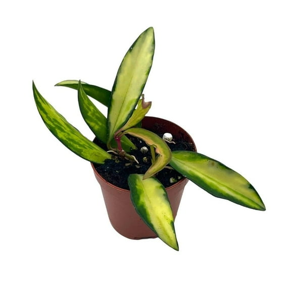 Variegated Wayetii Hoya Tricolor in a 2 inch Pot