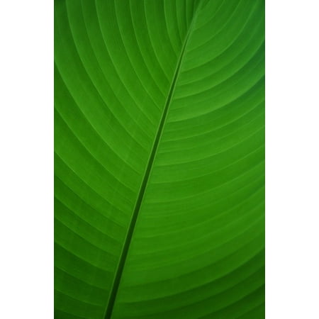 Banana Leaf Picture LAMINATED POSTER Leaf Green Banana Leaf Banana Palm Flora Plant Poster Print 24 x 36 ()