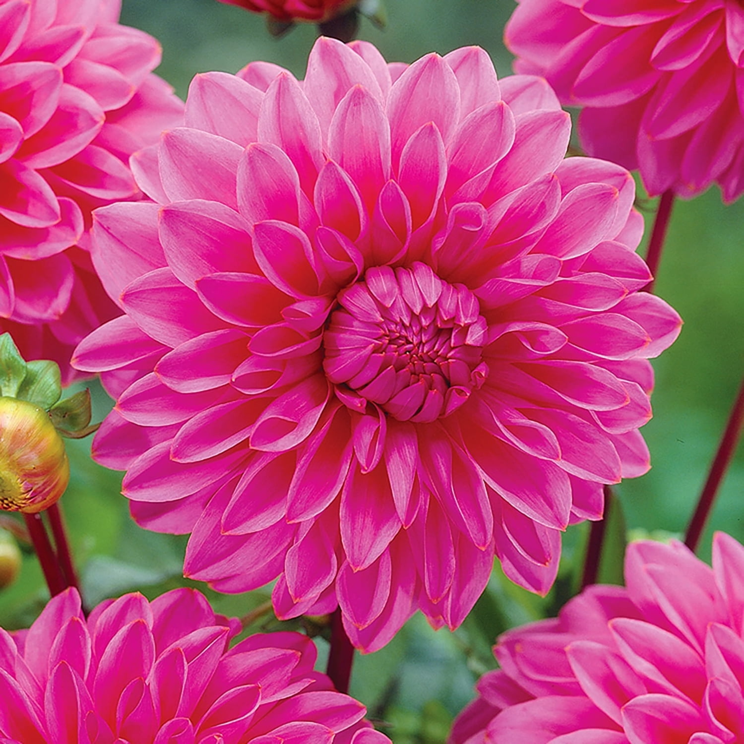 Expert Gardener Dahlia Lucky Number Plant Bulbs, Pink, Set of 2, Full Sun