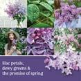 thumbnail image 2 of Yankee Candle Lilac Blossoms ScentPlug Oil Refill, Lavender Purple, 0.625 fl oz, 2 of 7