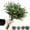 Green, variant on Wishrage 12PCS Fake Eucalyptus Stems ,14" Artificial Plants Eucalyptus Leaves for Shelf Desk Bathroom Farmhouse Room Coffee Table Home Decor