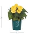 thumbnail image 4 of Better Homes & Gardens 1QT Yellow Begonia Live Annual Plant Shade 5-Pack, 4 of 7