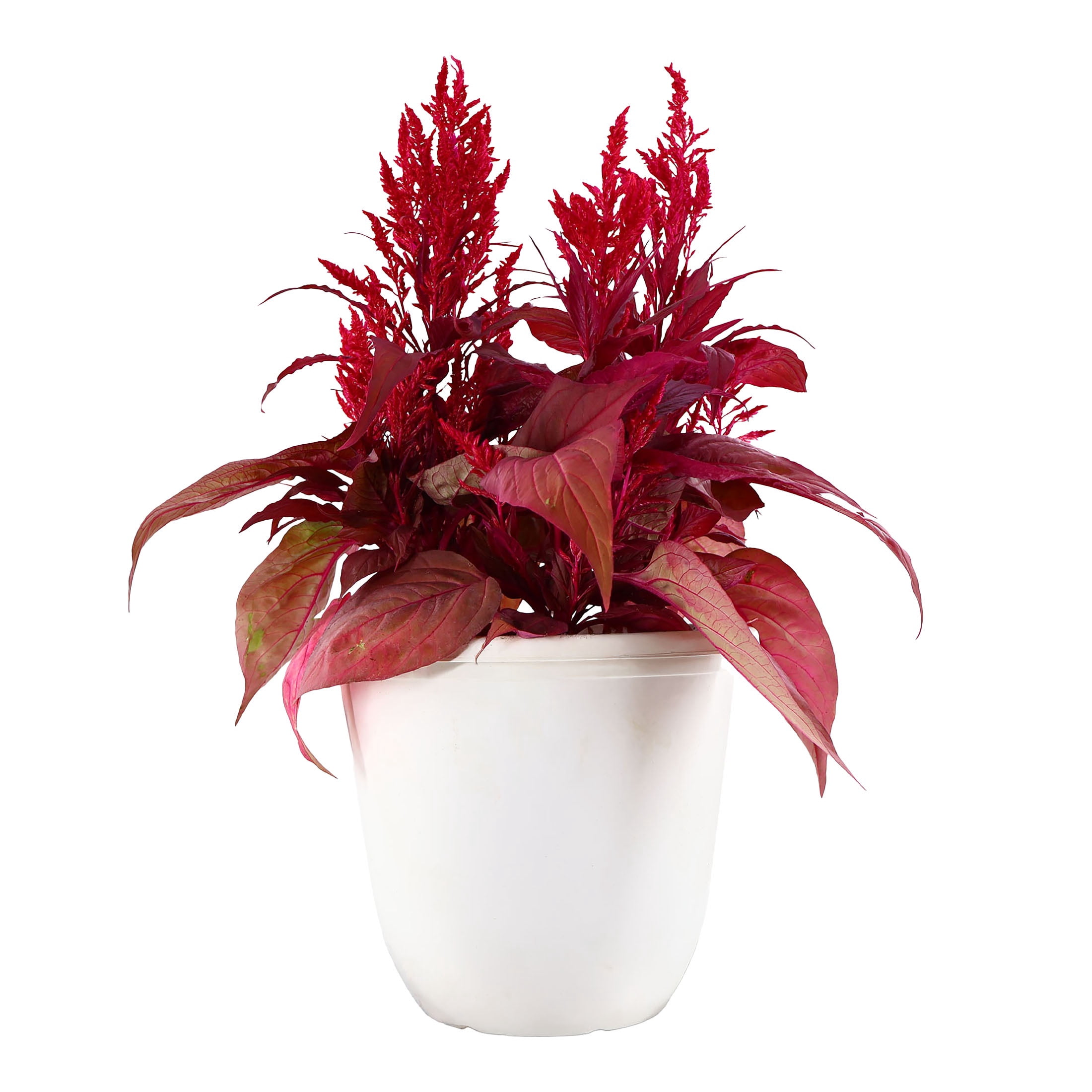 hanging plant watering system Mayne Caprio Hanging Planter main image 1