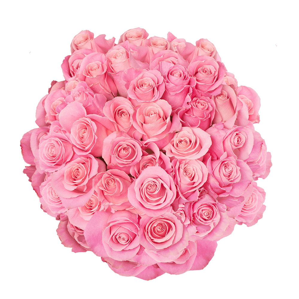 150 X Long Stems of Antique Light Pink Hermosa Roses Beautiful Fresh Cut Flowers Express