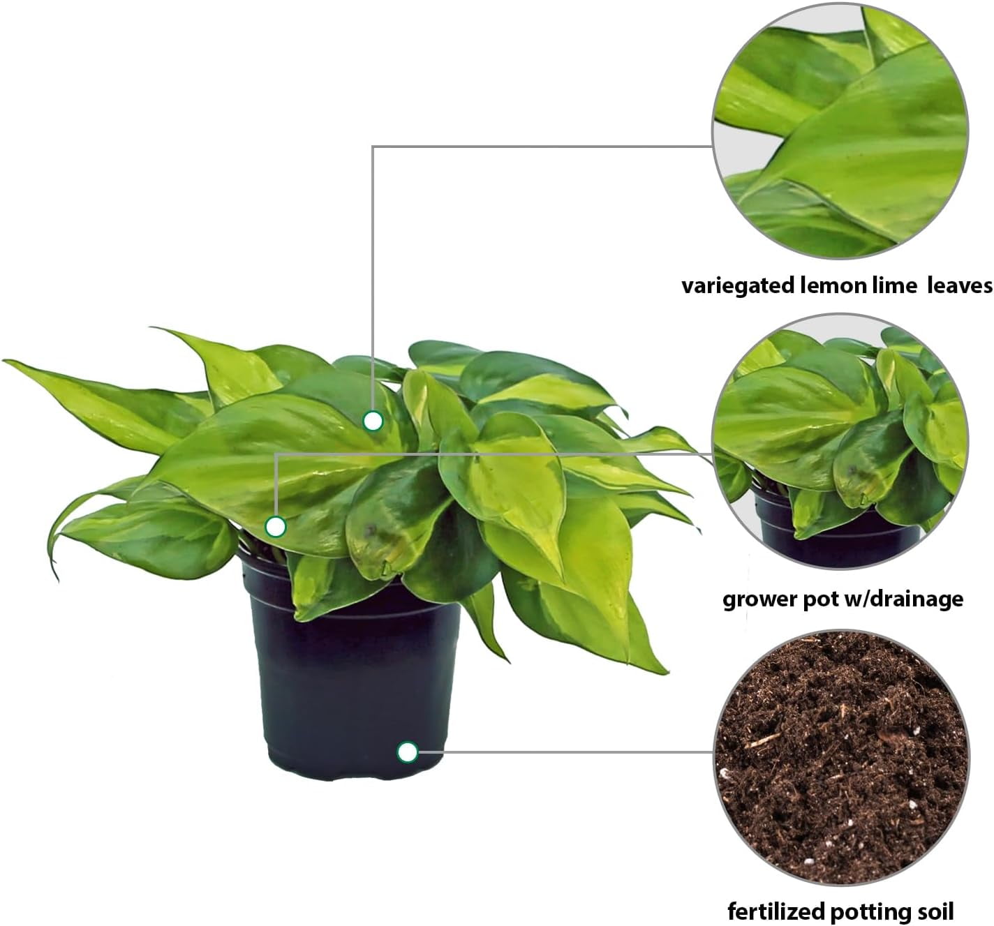 4 Pack Live Brazilian Philodendron, Variegated Philodendron, Trailing Indoor Potted Plant, Fully Rooted Air Purifier, Christmas Gift, Easy to Grow Houseplant in 4" Pot