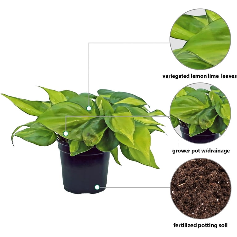 Philodendron Cordatum Brasil - Colorful Foliage Air-purifying Plant 4" Pot / Nursery Pot by Succulents Box