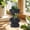 Black B, variant on ufehgfjh Personalized Ceramic Figurine Planters For Succulents Cactus And Succulents Planters Desktop And Balcony Decor