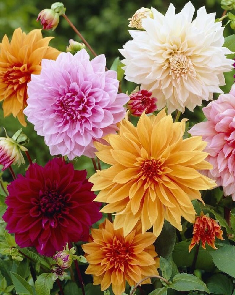 40 Dahlia Seeds Pack - Ultimate Dinnerplate Collection - Pollinator Friendly - Heirloom Flower Seeds Mix for Gardens