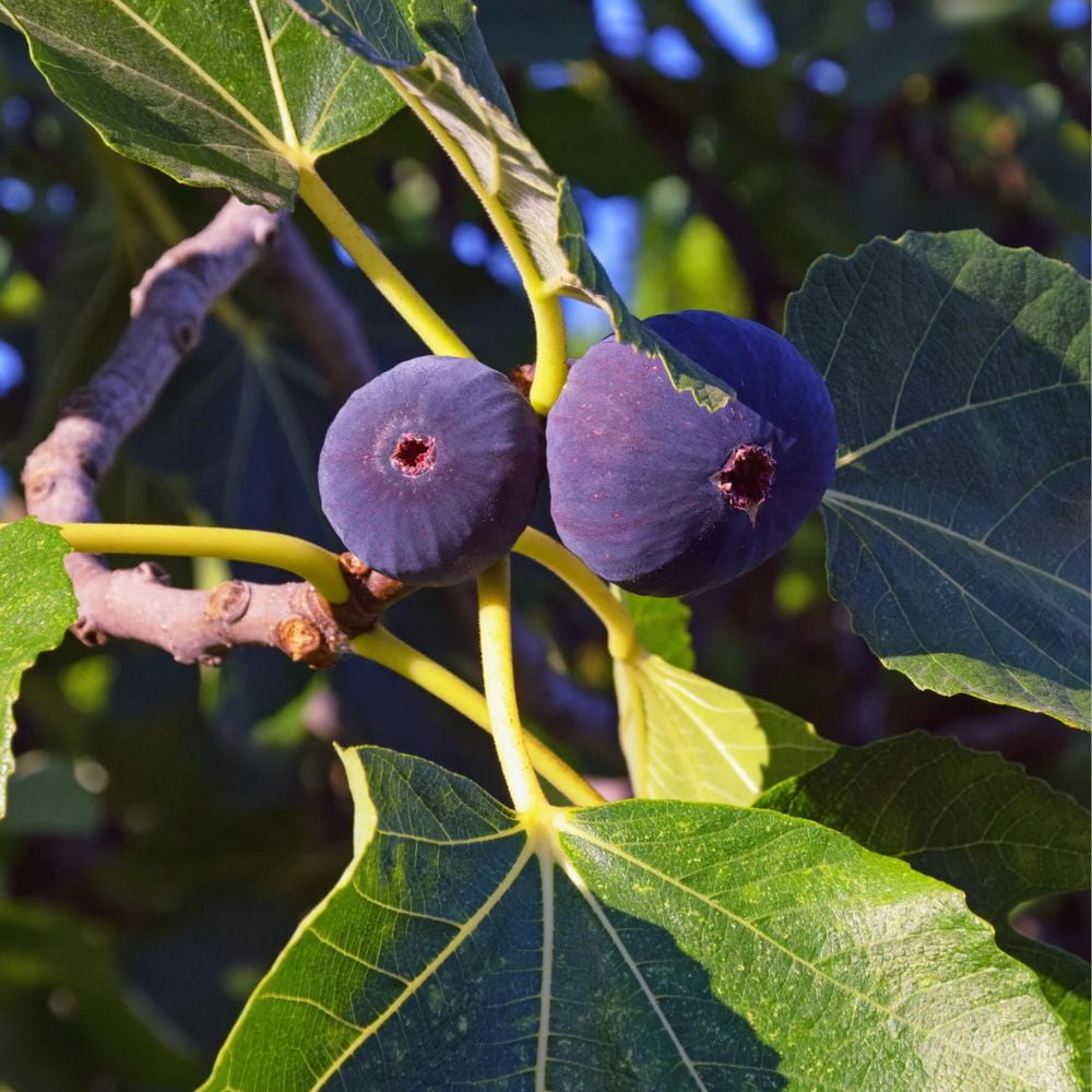 Expert Gardener 3-4 ft. tall LSU Purple Fig Live Tree in 7-Gallon Grower Pot