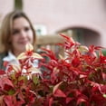 thumbnail image 3 of Brighter Blooms - Fire Power Nandina Shrub, 1 gal. - No Shipping To AK, AZ, HI, OR, 3 of 3