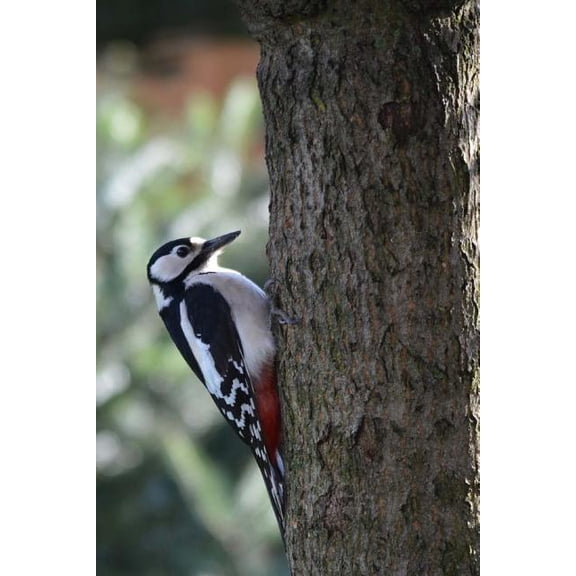Great Spotted Woodpecker Notebook (Paperback)