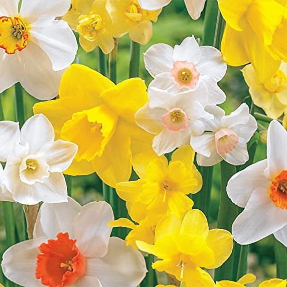 Daffodil Plant Bulbs (10 Count), Mixed Colors for Spring Planting