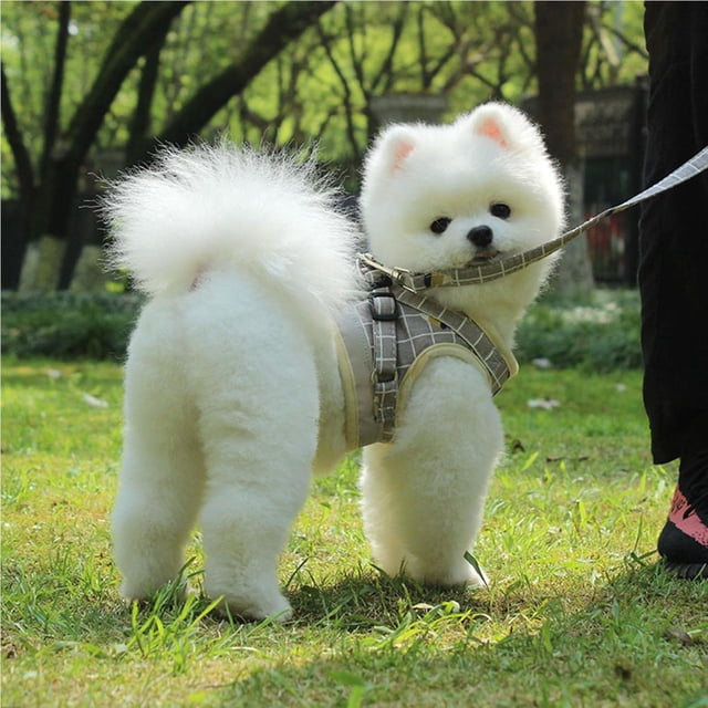 VONKY Harnais pour Animaux de Compagnie avec Laisse Réglable Harnais Réfléchissant pour Chats et Chiens No.1