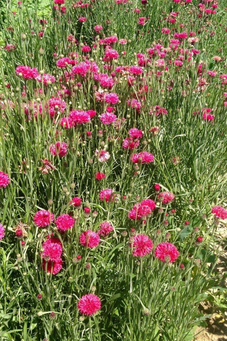 30 Tall Red Cornflower Seeds - - Perennial Flower Seeds for Asian Garden - Pink Rose Blooms
