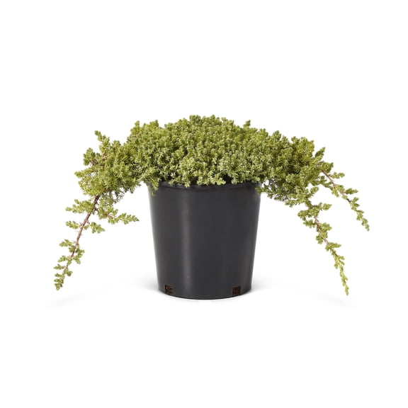 2 Gallon Dwarf Japanese Garden Juniper Shrub