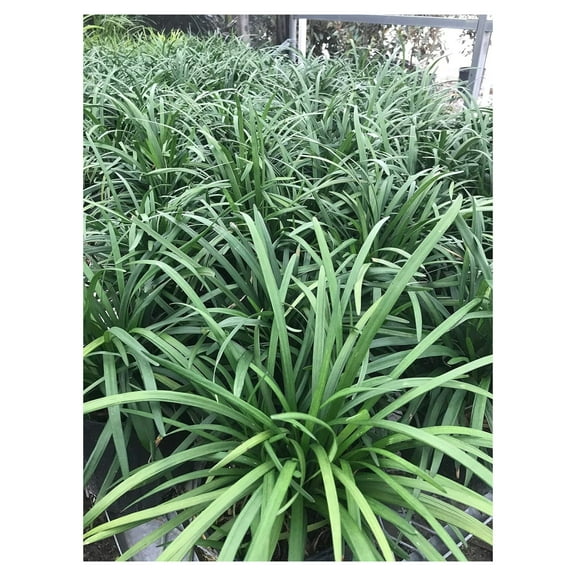 Liriope muscari 'Big Blue' Monkey Grass - Flats of Eighteen 3.5 inch pots