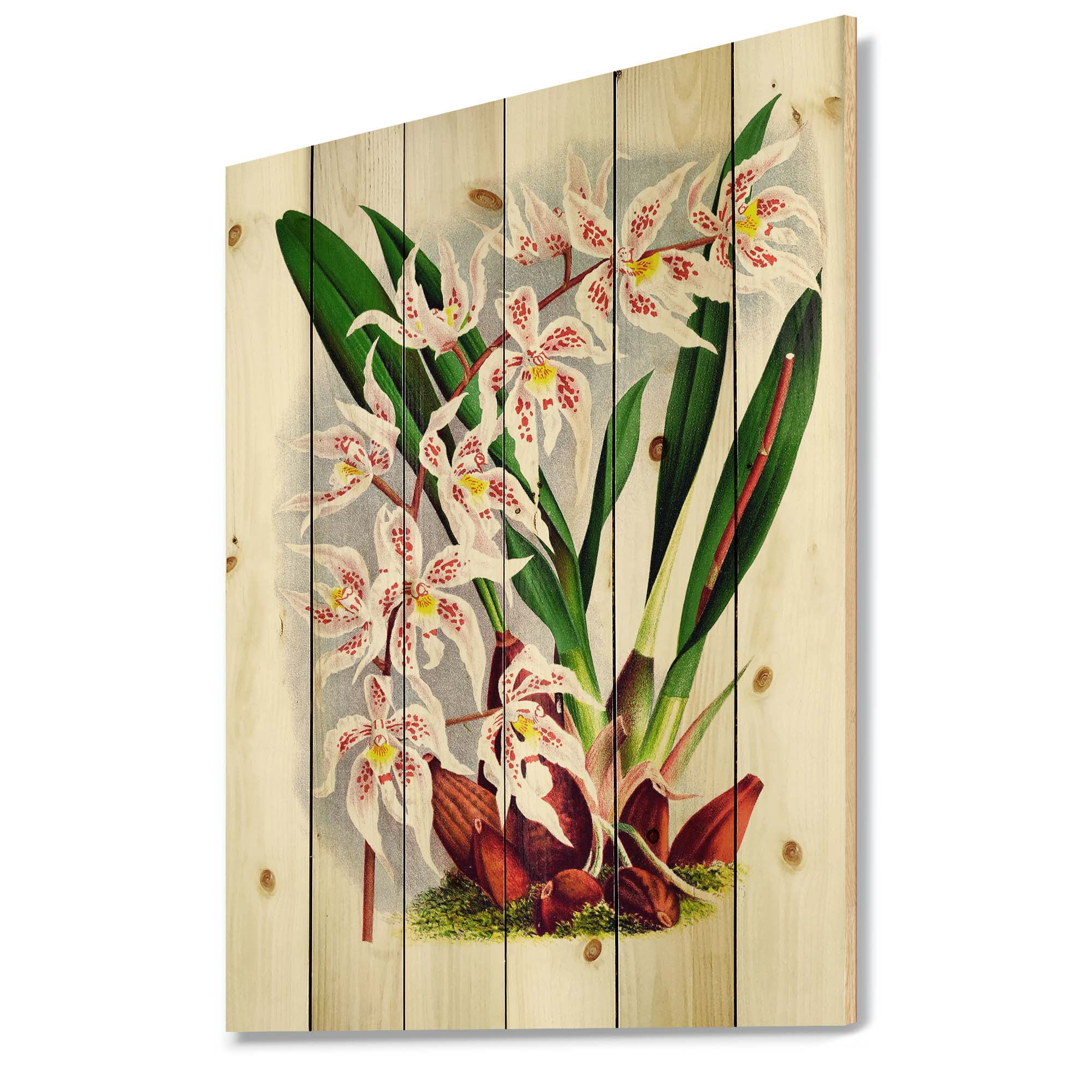 Designart 'White Vintage Orchid Flower II' Traditional Print on Natural Pine Wood