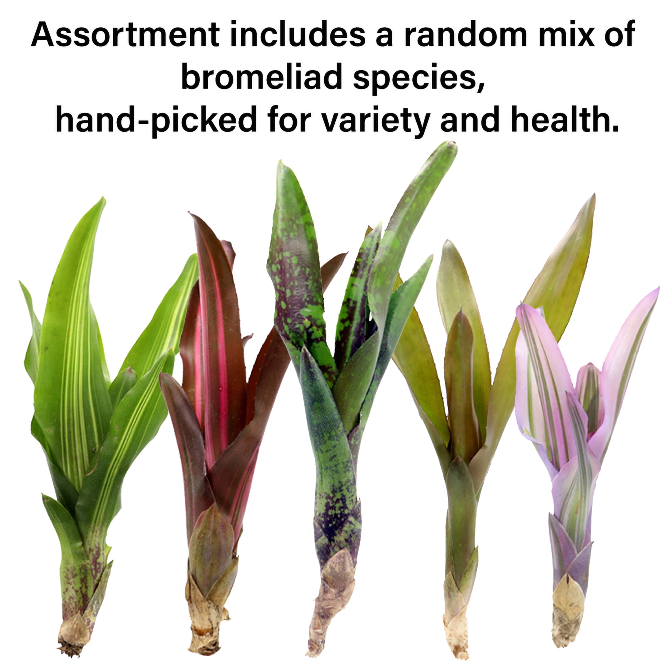 ReptiCulture Assorted Bromeliad Plant 3 ct