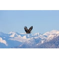 thumbnail image 2 of Su, Keren 32x22 Black Ornate Wood Framed with Double Matting Museum Art Print Titled - Bald Eagle flying over snow mountain-Haines-Alaska-USA, 2 of 4