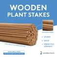 thumbnail image 4 of Wood Garden Stakes 3ft x 1/4 inch, Pack of 10 Beachwood Plant Stakes Sturdier Than Bamboo for Tomato Plant Support, by Woodpeckers, 4 of 7