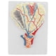 thumbnail image 2 of Modelo De Alvéolos Pulmonares Agrandados, Sistema Respiratorio Modelo Herramientas De Enseñanza Escolar perfke Estatua de alvéolos pulmonares humanos, 2 of 8