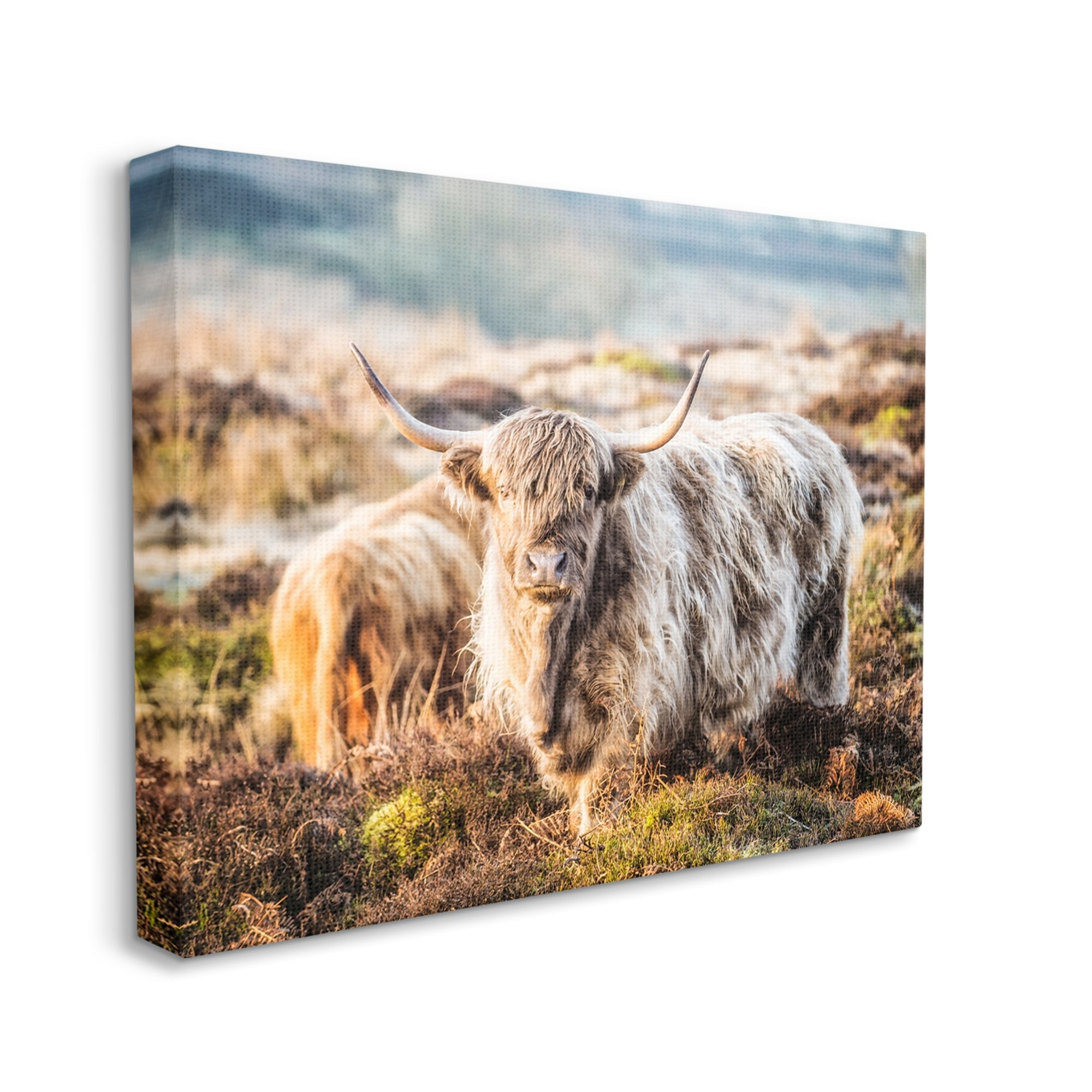 Stupell Industries Pleasant Highland Cattle Grazing Mossy Pasture At Dawn Photograph Gallery Wrapped Canvas Print Wall Art, Design by James Dobson