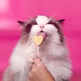 thumbnail image 4 of BONKERS Purrpops Freeze-Dried Tuna Flavored Lollipop Treats for Cats, 4 Pack, 4 of 10
