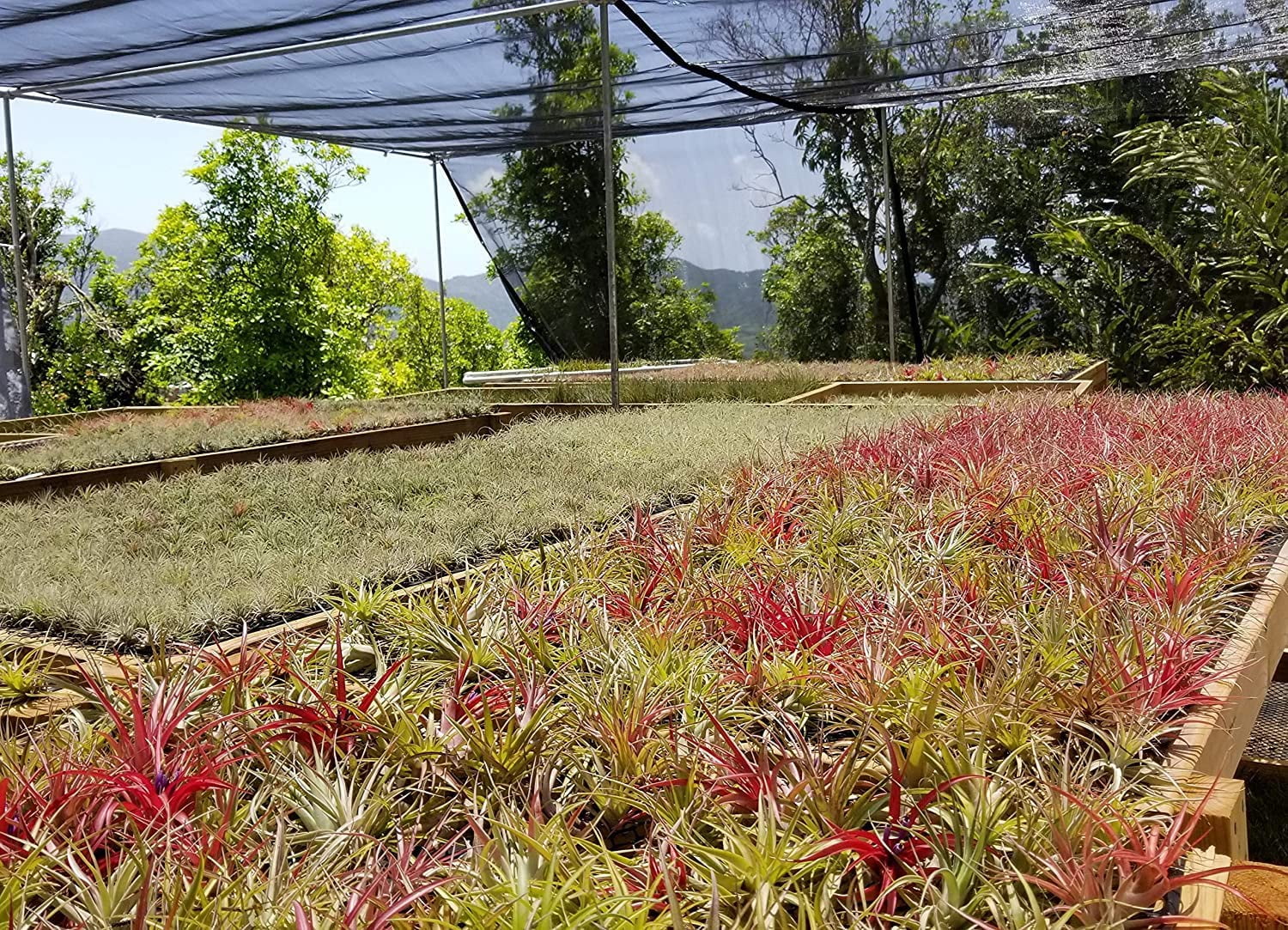 It Blooms  Rainforest Grown 12 Pack Assorted Air Plants  - Live Tillandsia - Easy Care Plants - Succulents - 30 Day Guarantee