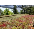 thumbnail image 4 of It Blooms 5 Pack  Tillandsia Air Plants Assorted Ionantha Species - Easy Care House Plants - 30 Day Guarantee, 4 of 5
