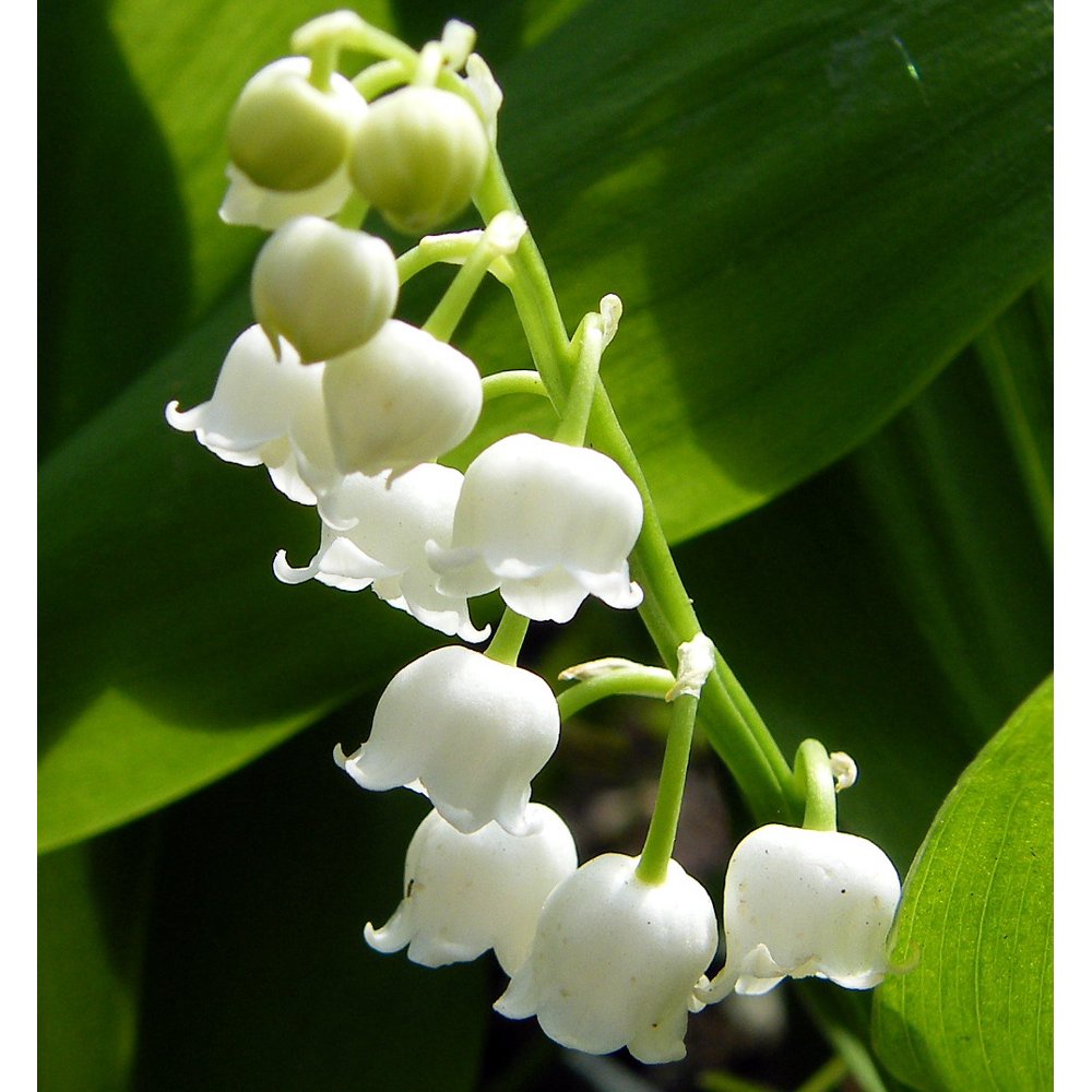White Lily of the Valley 15 Pips Convallaria Great for Shade