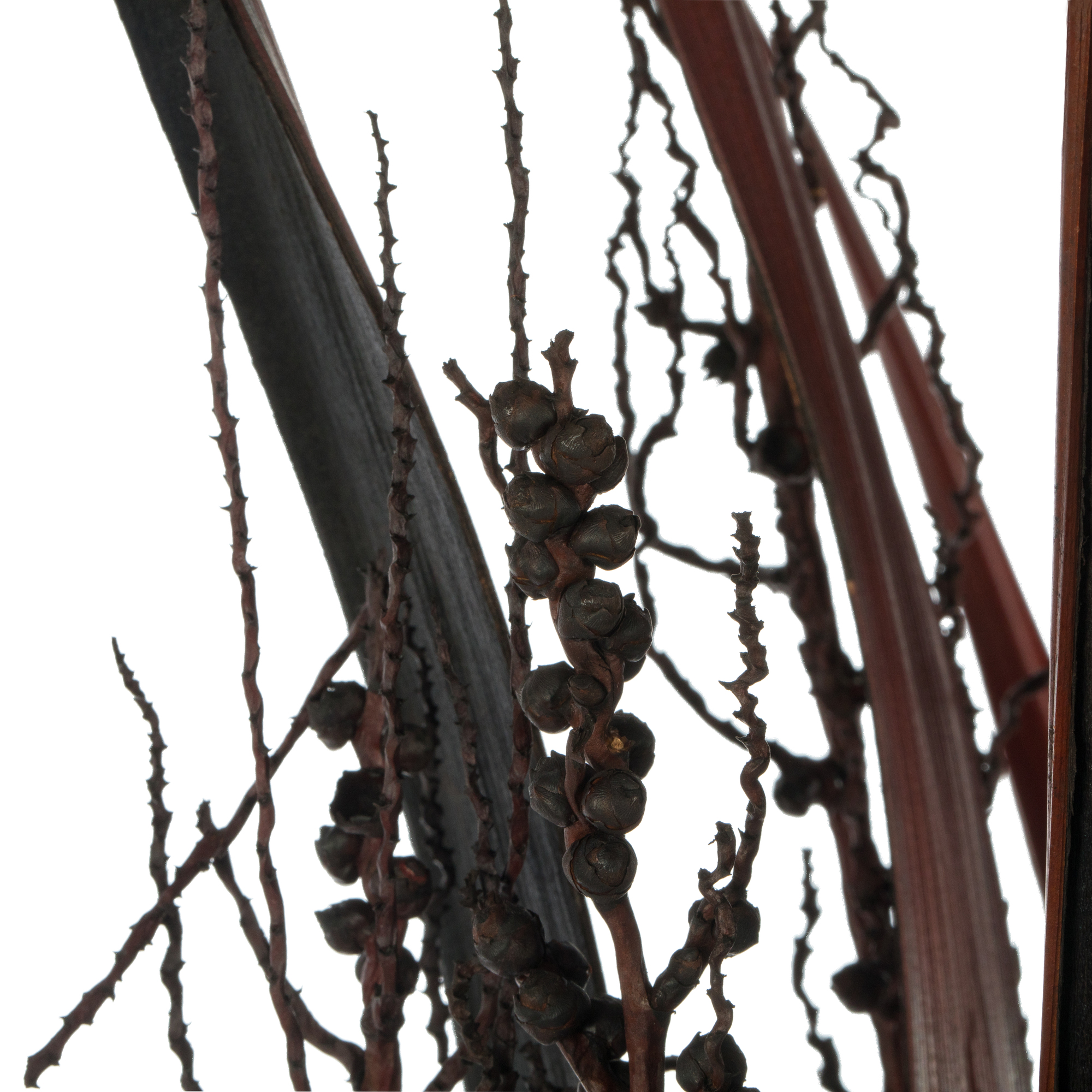 Vickerman 36" Dark Brown Bahia Spears Seeded, 9 stems, Dried