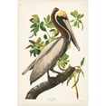 thumbnail image 3 of Audubon, John James 13x18 Black Modern Framed Museum Art Print Titled - Pl 251 Brown Pelican, 3 of 5