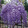 thumbnail image 2 of Blue Moon Wisteria Dormant Jumbo Bare Root Vine, 1-Pack, 2 of 3
