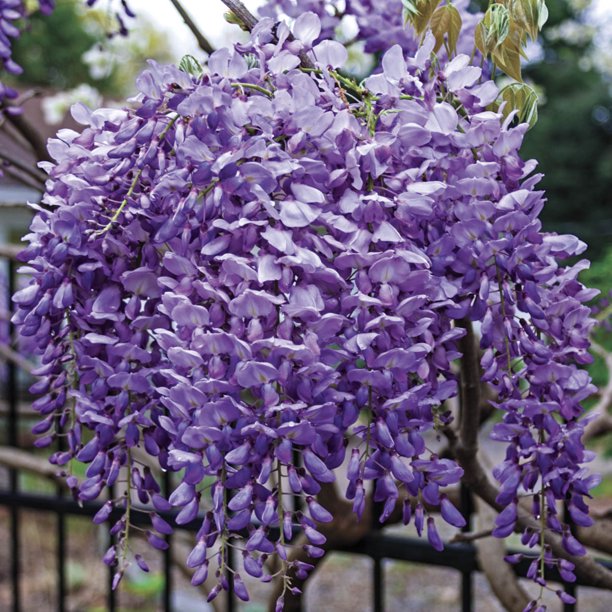 Japanese Wisteria Dormant Bare Root Vine, 1Pack