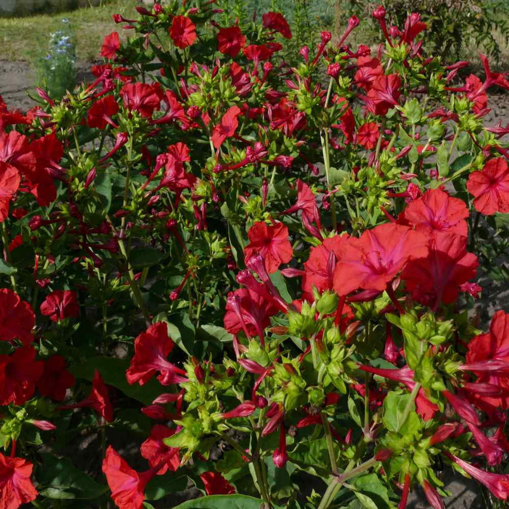 Four O' Clock Seeds - Mirabilis Jalapa Red Flower Seed - 1 LB