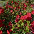 thumbnail image 3 of Four O' Clock Seeds - Mirabilis Jalapa Red Flower Seed - 1 LB, 3 of 3
