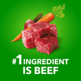 thumbnail image 4 of Iams Proactive Health Minichunks Beef & Rice Recipe Adult Dry Dog Food 13.61kg, 4 of 17