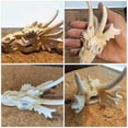 thumbnail image 4 of Decoraciones de calavera de dragón para pecera, accesorios para tanque de dragones barbudos, cueva escondida de reptiles, calavera de cocodrilo, calaveras de resina, Reptiles, 4 of 5